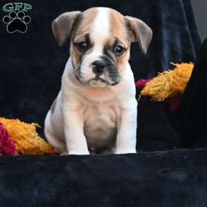 Jax, Miniature Bulldog Puppy